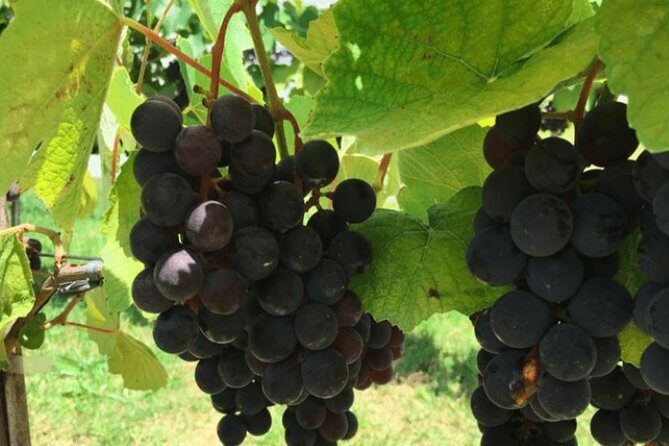 Art Of Wine  Travel Through The So-Called Wine Route Visiting Various Wineries - Exploring the São Roque Wine Route: What to Expect