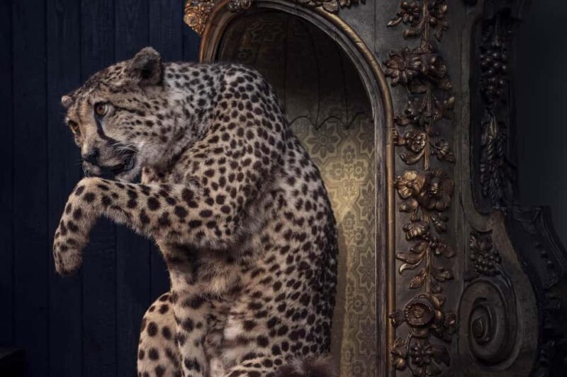 Art Zoo Museum: Art meets nature in a 17th-Century House - Key Points