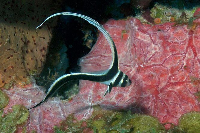 Aruba 1-Tank guided Dive for certified divers with own equipment - A Detailed Look at the Aruba Guided 1-Tank Dive