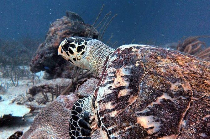 Aruba 1-Tank guided Dive for certified divers with rental equipment - Key Points