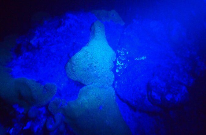 Aruba 1-Tank guided UV Night Dive for certified divers with rental equipment - Aruba 1-Tank Guided UV Night Dive for Certified Divers: An Authentic Reef Nighttime Adventure