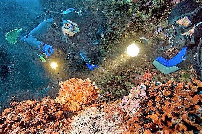 Aruba 1-Tank Night Dive for Certified Divers / rental Equipment - Exploring Aruba’s Underwater Twilight: A 1-Tank Night Dive for Certified Divers