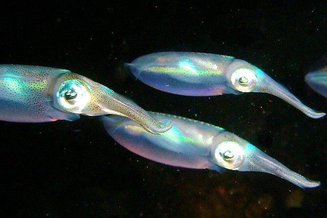 Aruba 1-Tank Night Dive for Certified Divers / rental Equipment - Who Will Love This Experience?