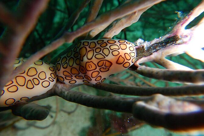 Aruba 2-Tank Dive Excursion for Certified Divers - FAQ