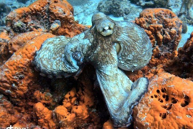 Aruba 2-Tank guided Dive for certified divers / own equipment - Who Should Take This Tour?