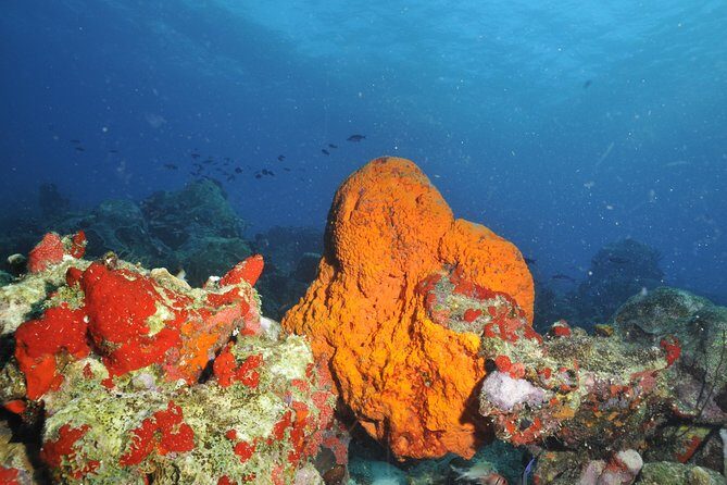 Aruba 2-Tank Guided Dive for Certified Divers / rental equipment - Exploring Aruba’s Underwater World: A Detailed Review