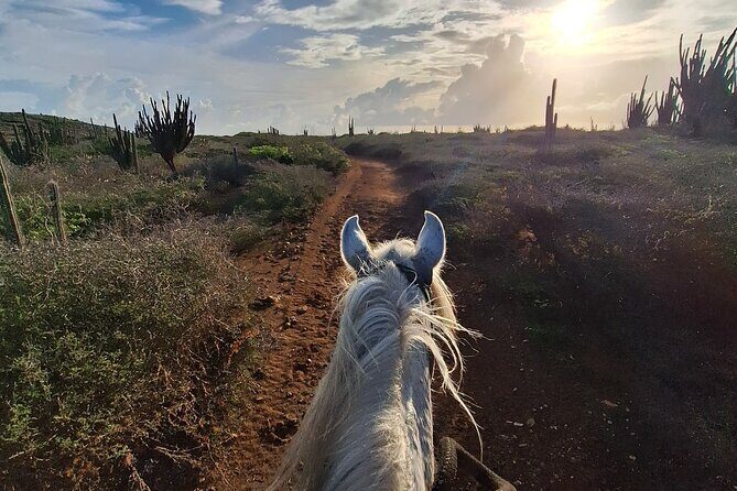Aruba Horseback Riding Tour For Advanced Riders - FAQs
