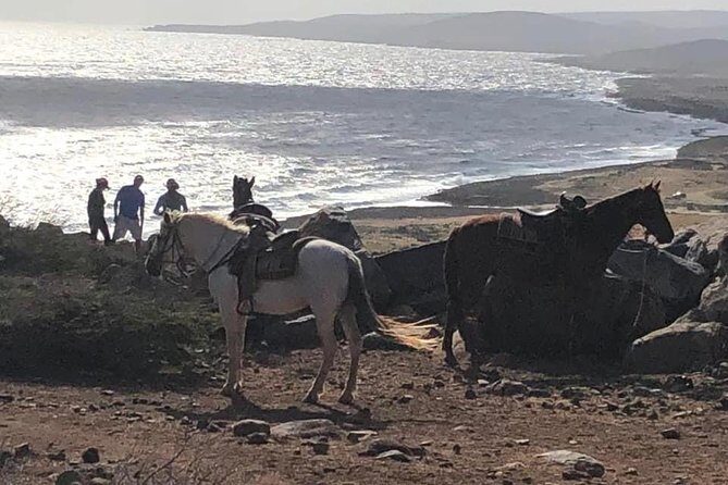 Aruba Horseback Riding Tour For Advanced Riders - In The Sum Up