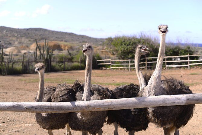 Aruba Ostrich Farm Tour with Lunch - Key Points