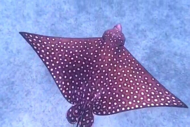 Aruba Seabob Scooter Reef Tour - What’s the Experience Like?