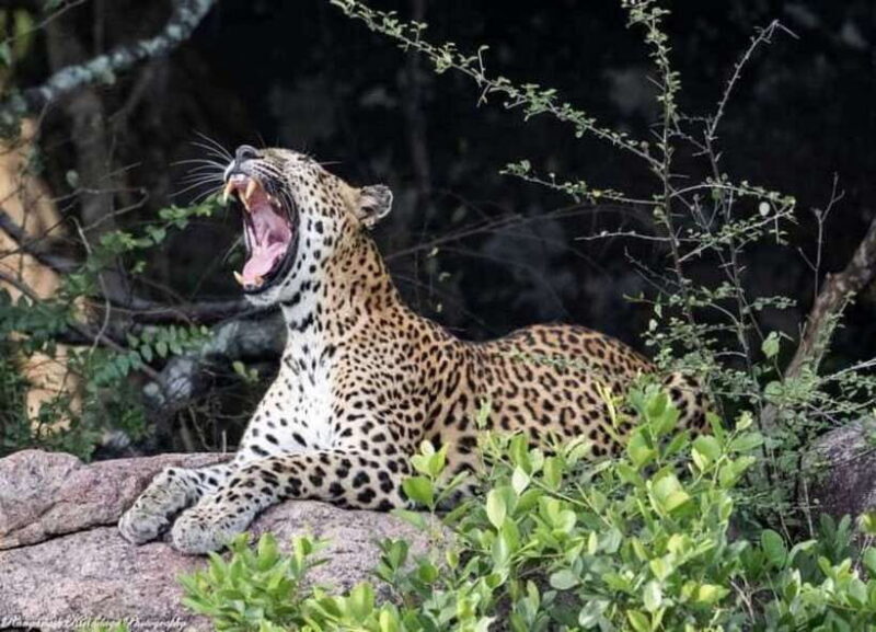 Arugam Bay: Kumana National Park Safari - Key Points