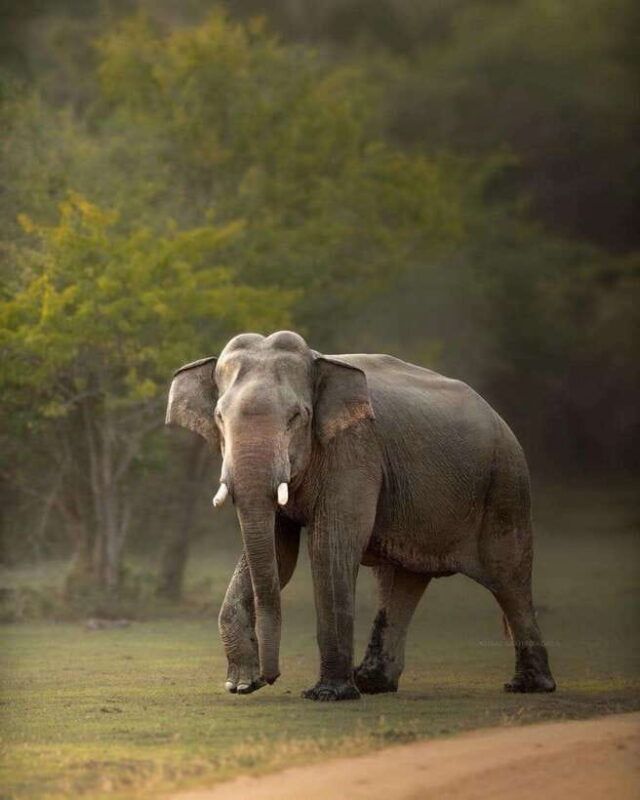 Arugam Bay: Kumana National Park Safari - A Deep Dive into the Safari Experience