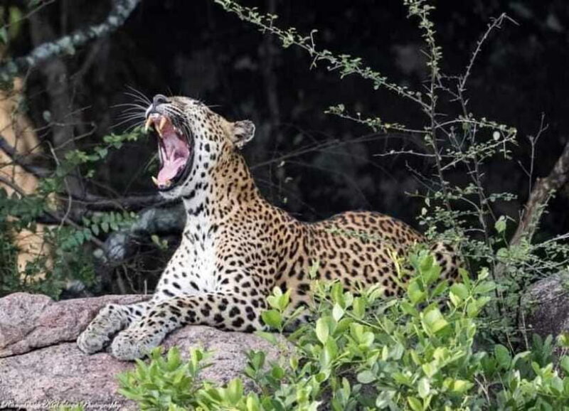 Arugam Bay: Kumana National Park Safari - FAQs