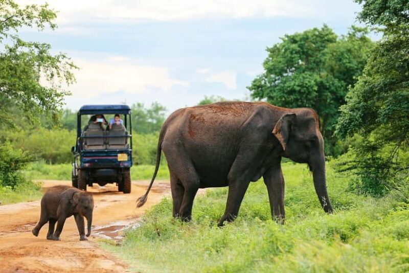 Arugam Bay: Yala Safari & DropOff in Ella - Safari + Transit - Why This Tour Works