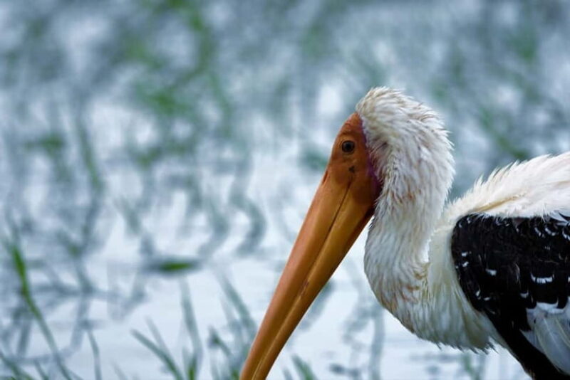 Arugambay :Pottuvil Lagoon Mangrove Eco Boat Safari Tours - FAQs