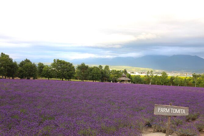 Asahiyama Zoo, Aoiike, Farm Tomita, Ningle Terrace (from Sapporo) - An In-Depth Review of the Hokkaido Day Tour