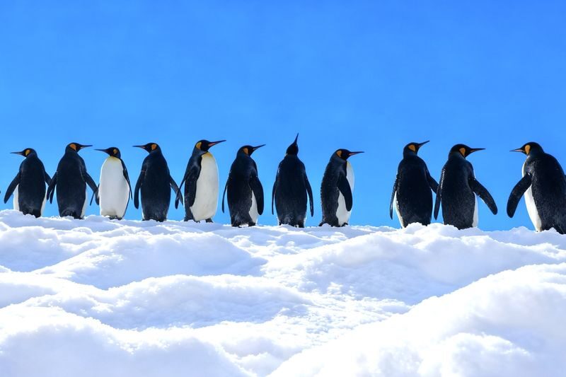 Asahiyama Zoo & Biei Blue Pond & Shirogane Falls or Farm Tomita Day Trip (Departing from Sapporo, Hokkaido, includes original souvenir) - The day at a glance