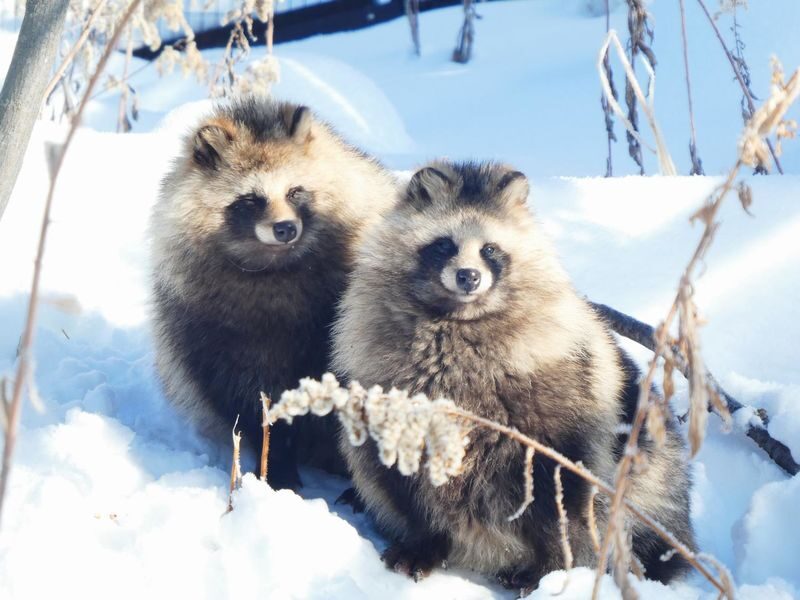 Asahiyama Zoo & Biei Blue Pond & Shirogane Falls or Farm Tomita Day Trip (Departing from Sapporo, Hokkaido, includes original souvenir) - Shirahige Falls or Farm Tomita