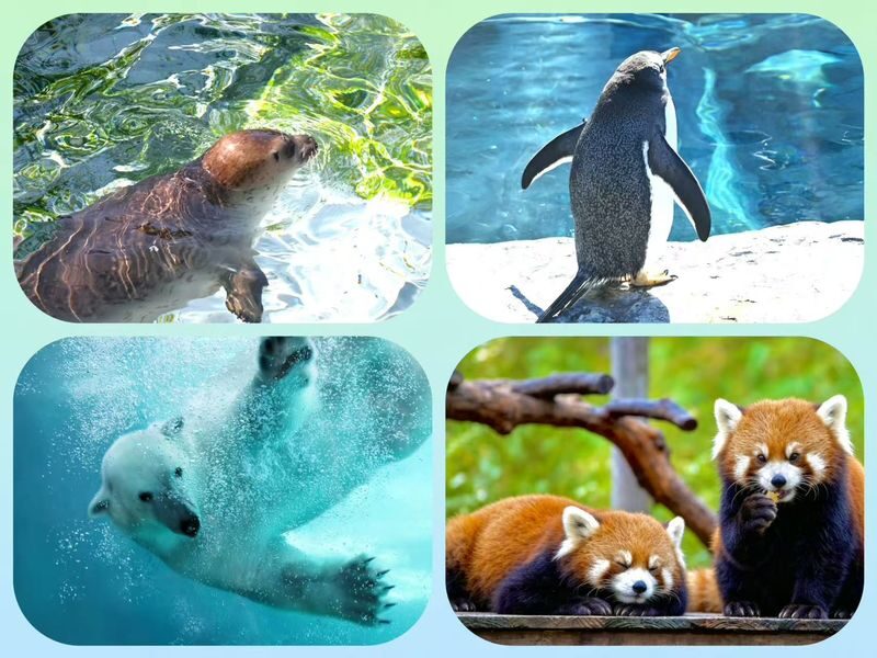 Asahiyama Zoo & Biei Blue Pond & Shirogane Falls or Farm Tomita Day Trip (Departing from Sapporo, Hokkaido, includes original souvenir) - Shirogane Blue Pond: a short stop with a distinct color