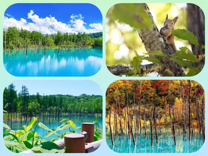 Asahiyama Zoo & Biei Blue Pond & Shirogane Falls or Farm Tomita Day Trip (Departing from Sapporo, Hokkaido, includes original souvenir) - Price, meals, and practical planning