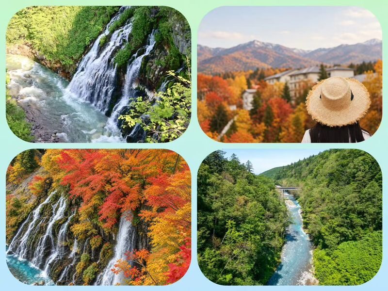 Asahiyama Zoo & Biei Blue Pond & Shirogane Falls or Farm Tomita Day Trip (Departing from Sapporo, Hokkaido, includes original souvenir) - Who should book this Hokkaido day trip?