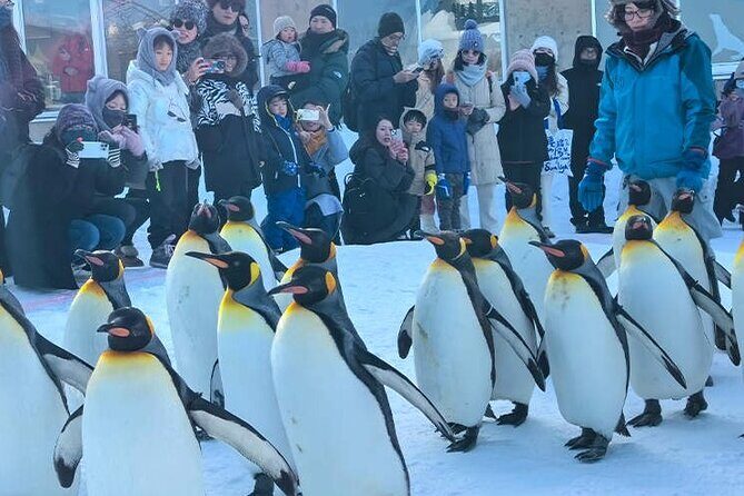 Asahiyama Zoo, Biei tree, Shirohige Falls and Blue Pond Day Tour - In-Depth Review of the Tour Experience