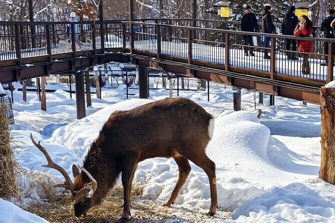 Asahiyama Zoo, Christmas Tree, Fairy Terrace Day Tour | Hokkaido - Key Points