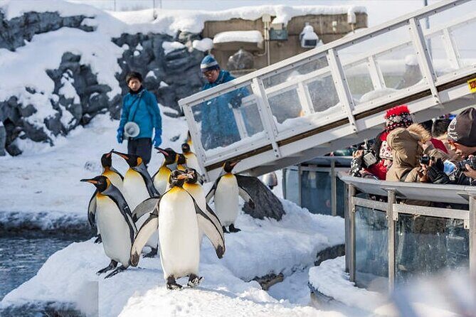 Asahiyama Zoo, Christmas Tree, Fairy Terrace Day Tour | Hokkaido - Who Should Take This Tour?
