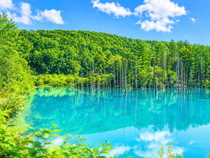 Asahiyama Zoo & Farm Tomita Full-Day Nature Tour - What to know before you book