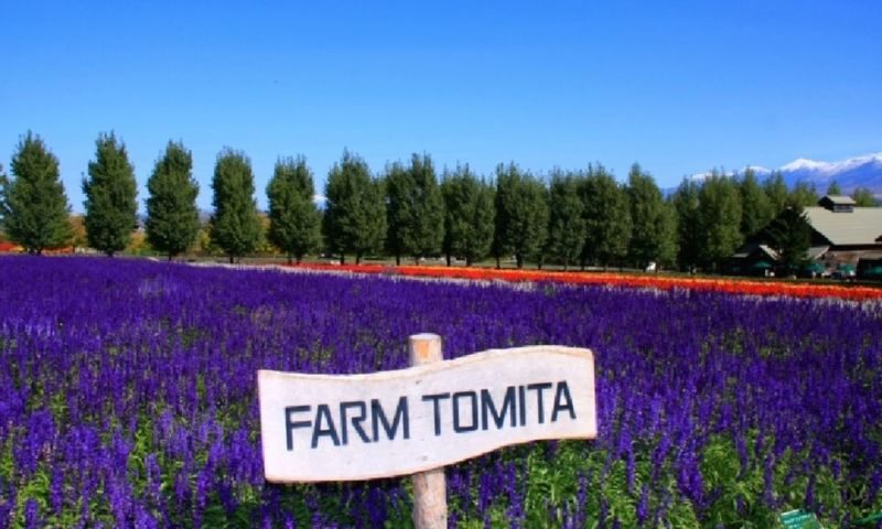 Asahiyama Zoo & Farm Tomita Full-Day Nature Tour - Blue Pond: brief stop, striking color