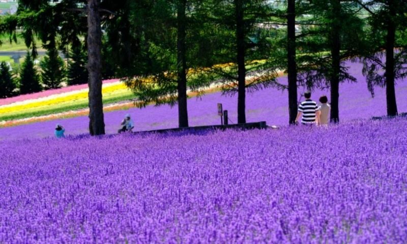 Asahiyama Zoo & Farm Tomita Full-Day Nature Tour - Shirahige Waterfall: a winter bonus with little time