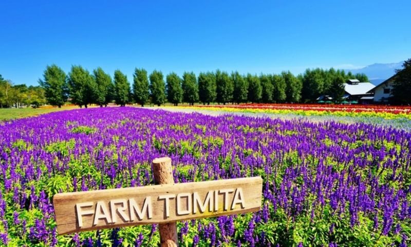 Asahiyama Zoo & Farm Tomita Full-Day Nature Tour - Farm Tomita: flowers, treats and a quick walk