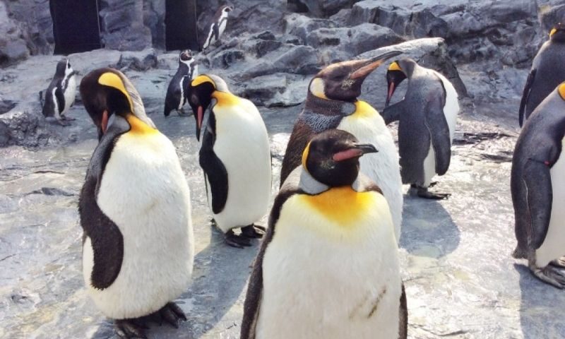 Asahiyama Zoo & Farm Tomita Full-Day Nature Tour - Guides, language and keeping track of the group