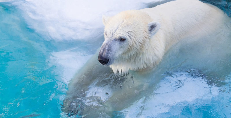 Asahiyama Zoo & Farm Tomita Full-Day Nature Tour - Who should take this tour?