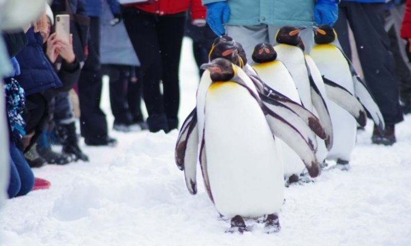 Asahiyama Zoo & Frozen Ice Sea Sunset Cruise Day Trip from Sapporo - What happens if the ship cannot sail