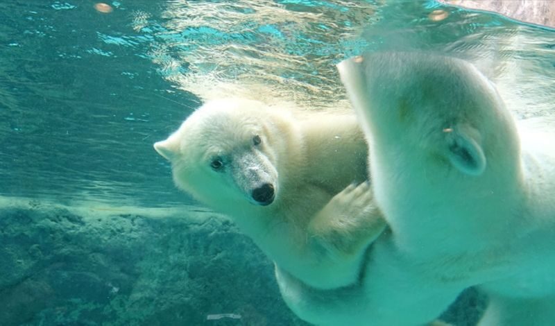 Asahiyama Zoo & Frozen Ice Sea Sunset Cruise Day Trip from Sapporo - Getting the most from the day