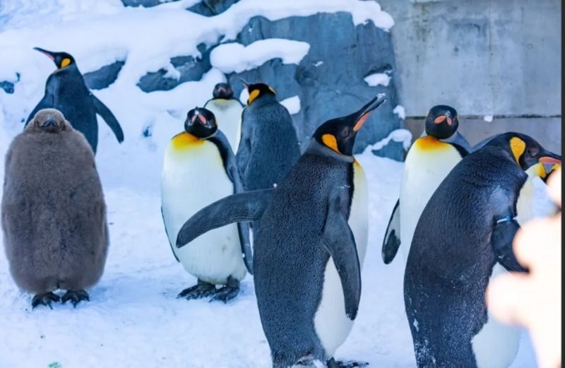 Asahiyama Zoo & Frozen Ice Sea Sunset Cruise Day Trip from Sapporo - Should you book this Sapporo day trip?