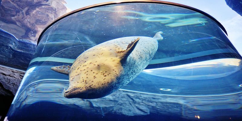Asahiyama Zoo & Furano Biei Blue Pond Tour - A long day that links Sapporo to central Hokkaido