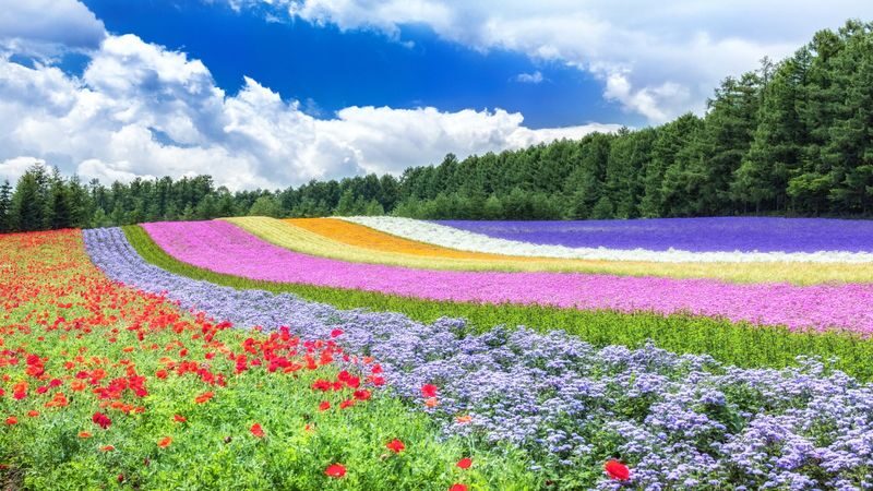 Asahiyama Zoo & Furano Biei Blue Pond Tour - Farm Tomita’s flowers change the best time to go