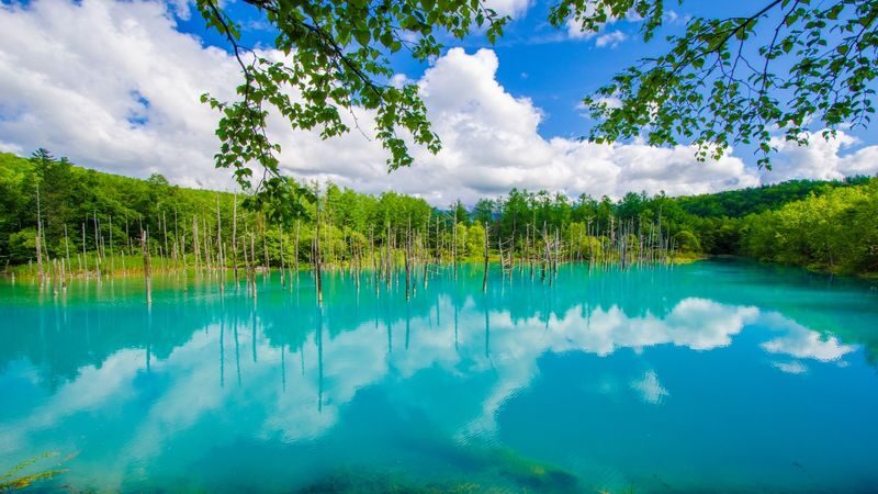 Asahiyama Zoo & Furano Biei Blue Pond Tour - Patchwork Road is a view from the coach