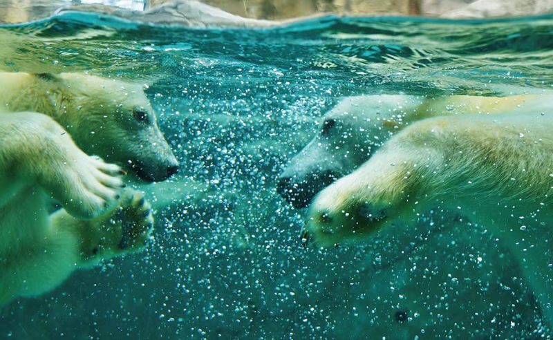 Asahiyama Zoo & Furano Biei Blue Pond Tour - Winter details need a separate check