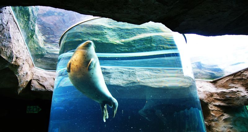 Asahiyama Zoo & Furano Biei Blue Pond Tour - The guide and language can shape your day