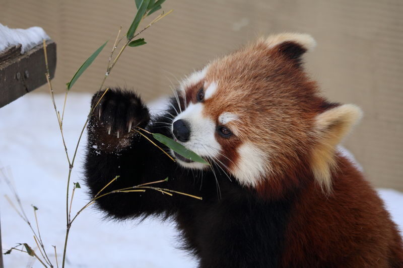 Asahiyama Zoo & Furano Biei Blue Pond Tour - What the price includes, and what it does not