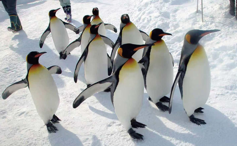 Asahiyama Zoo & Furano Biei Blue Pond Tour - Who will get the most from this trip