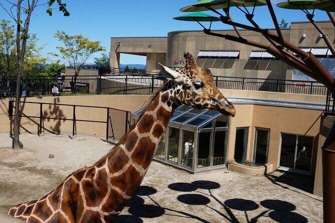 Asahiyama Zoo One-Day Tour - Exploring the Highlights of Asahiyama Zoo