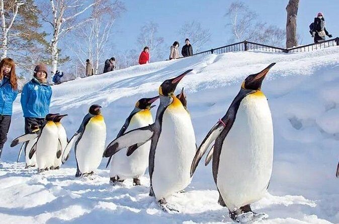 Asahiyama Zoo One-Day Tour - FAQs