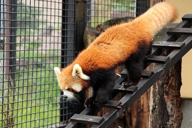 Asahiyama Zoo One-Day Tour - Final Thoughts