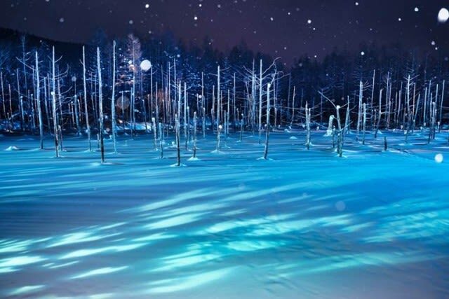 Asahiyama Zoo Penguin Walk & Forest Elf Terrace Night Tour - Snow, substitutions, and what can change