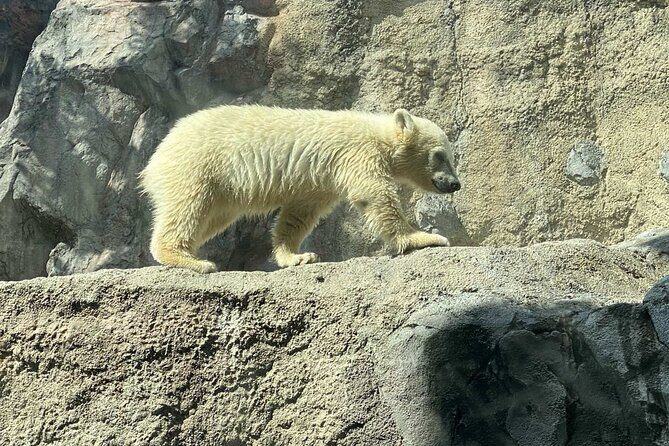 Asahiyama Zoo, Shirahige Falls, Biei, and Blue Pond Day Tour - Key Points