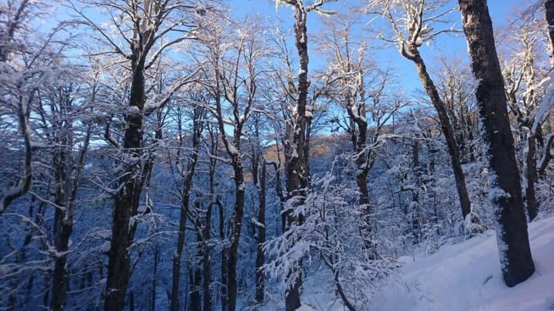 Ascent to Quetrupillán volcano 2370masl, from Pucón - The Experience Provider: Ermitaño Expediciones